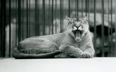 ロンドン動物園であくびをするマウンテンライオン、1928 作： Frederick William Bond